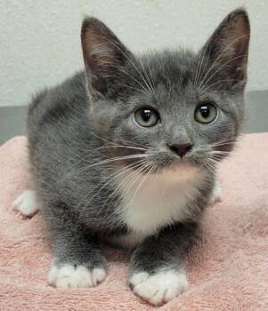 Davey -  Domestic Short Hair Cat for Adoption in Eugene, Oregon - Davey | PetCurious