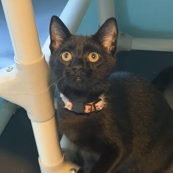 Iridium -  Domestic Short Hair Cat for Adoption in Mears, Michigan - Iridium | PetCurious