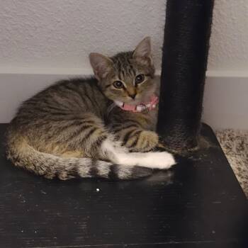 Rescue Domestic Short Hair Cats for Adoption in Phoenix, Arizona - Mary Jane - Pink Collar | PetCurious