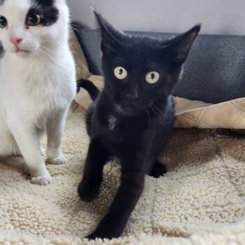 Rescue Domestic Short Hair Cats for Adoption in Oak Grove, Minnesota - Sylvester | PetCurious