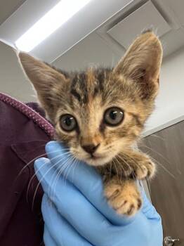 Rescue Domestic Short Hair Cats for Adoption in Baytown, Texas - FAWN | PetCurious