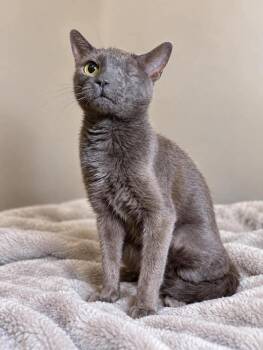Grace -  Domestic Short Hair Cat for Adoption in Emerald Isle, North Carolina - Grace | PetCurious