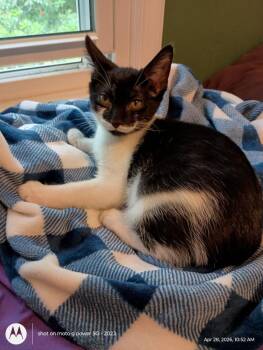 Domestic Short Hair Cats Available for Adoption in Youngsville, North Carolina - Maven26 | PetCurious