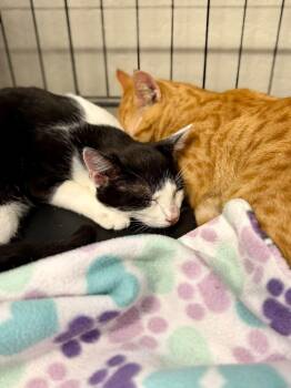 Fig -  Tuxedo and Domestic Short Hair Cat for Adoption in Walnut Creek, California - Fig | PetCurious