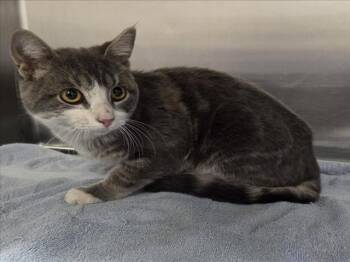 PRINCE ADAM -  Domestic Short Hair Cat for Adoption in Norco, California - PRINCE ADAM | PetCurious