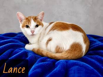 Lance -  Domestic Short Hair Cat for Adoption in Englewood, Florida - Lance | PetCurious