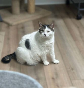 Rescue Domestic Short Hair Cats for Adoption in Mount Laurel Township, New Jersey - Gris | PetCurious