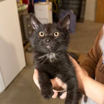 Blanche -  Domestic Medium Hair Cat Available for Adoption in Midland, Texas - Blanche | PetCurious