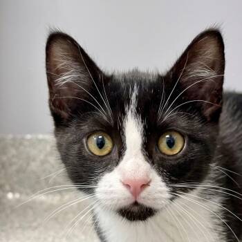 Domino -  Domestic Short Hair Cat for Adoption in Plainfield, Illinois - Domino | PetCurious