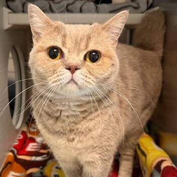 Jess -  British Shorthair Cat for Adoption in New Westminster, British Columbia - Jess | PetCurious