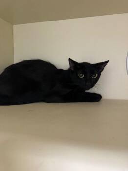 Princess Morbucks -  Domestic Short Hair Cat for Adoption in Bloomington, Indiana - Princess Morbucks | PetCurious