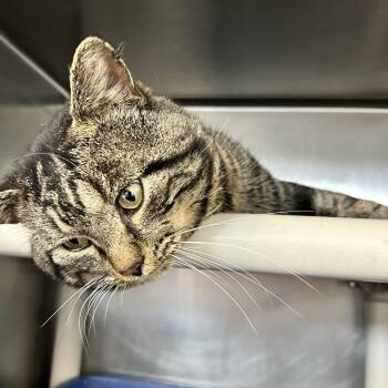 Domestic Short Hair Cats Available for Adoption - Scholl