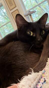Mama Maki -  Domestic Short Hair Cat for Adoption - Mama Maki | PetCurious