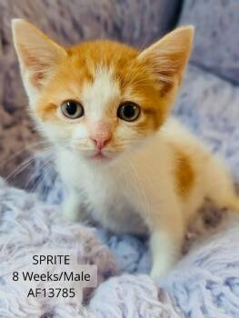Sprite -  Domestic Short Hair Cat for Adoption - Sprite | PetCurious