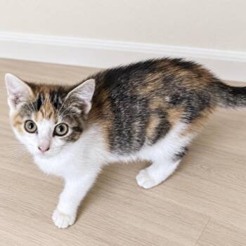 Mai -  Domestic Medium Hair Cat for Adoption in Inman, South Carolina - Mai | PetCurious