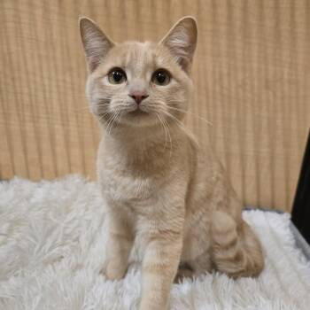 Rescue Domestic Short Hair Cats for Adoption in Warr Acres, Oklahoma - Lavender | PetCurious