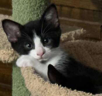 George -  Domestic Short Hair Cat Available for Adoption in San Jose, California - George | PetCurious