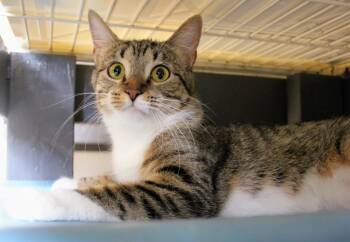 Rescue Domestic Short Hair Cats for Adoption in Waupun, Wisconsin - Cherish | PetCurious