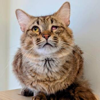 Domestic Long Hair Cats Available for Adoption in Evanston, Illinois - Bulgogi | PetCurious