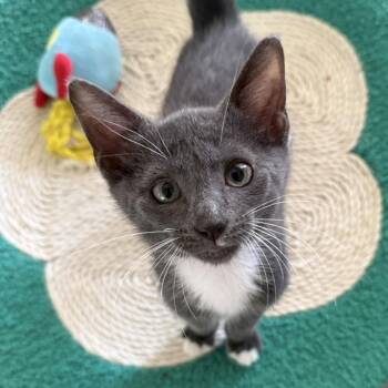 Scallop -  Domestic Short Hair Cat for Adoption - Scallop | PetCurious