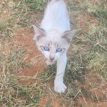 Cat Stevens -  Domestic Medium Hair Cat for Adoption in Midland, Texas - Cat Stevens | PetCurious