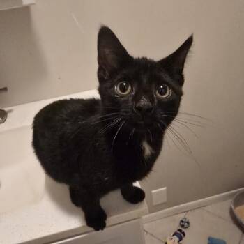 Brenda C11572 -  Domestic Short Hair Cat for Adoption - Brenda C11572 | PetCurious