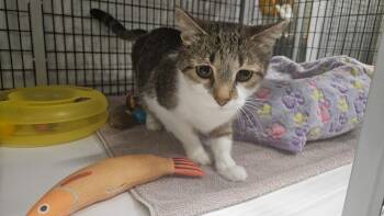 Domestic Short Hair Cats Available for Adoption - Flubber | PetCurious