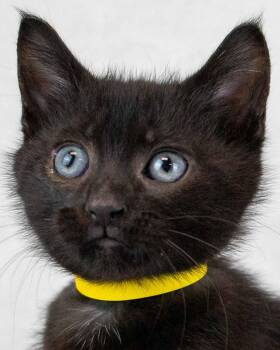 Hugo -  Domestic Short Hair Cat for Adoption in Kennesaw, Georgia - Hugo | PetCurious