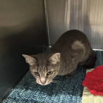 Jamba Juice -  Domestic Short Hair Cat for Adoption in Dearborn, Michigan - Jamba Juice | PetCurious