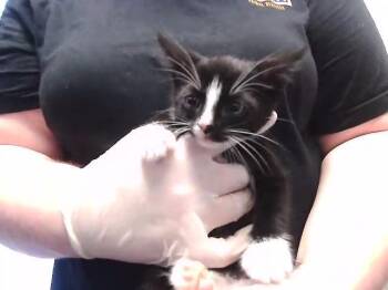 SKID -  Domestic Short Hair Cat for Adoption in Tulsa, Oklahoma - SKID | PetCurious