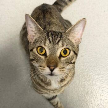 Forty -  Domestic Short Hair Cat for Adoption in Hampton Bays, New York - Forty | PetCurious