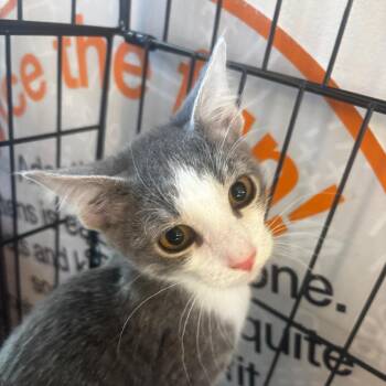Menzi -  Domestic Short Hair Cat for Adoption in Bentonville, Arkansas - Menzi | PetCurious