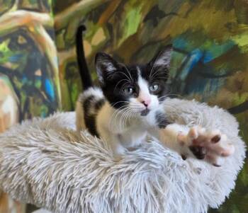 Domestic Short Hair Cats Available for Adoption in Santa Clara, California - BELLA | PetCurious