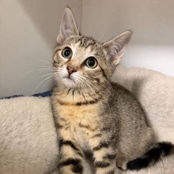 Chili -  Domestic Short Hair Cat for Adoption in Stillwater, Oklahoma - Chili | PetCurious