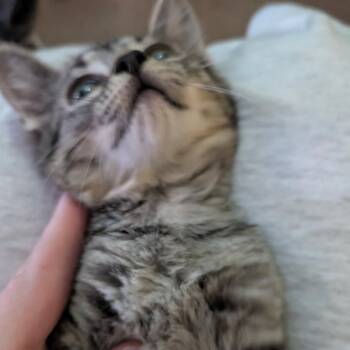 June -  Domestic Short Hair Cat for Adoption in Greenwood, Missouri - June | PetCurious