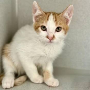 -William -  Tabby and Domestic Short Hair Cat for Adoption in Red Bluff, California - -William | PetCurious