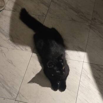 Shuri -  Domestic Short Hair Cat for Adoption in Naranjito, Naranjito - Shuri | PetCurious