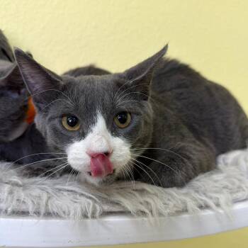 C.B. -  Domestic Short Hair Cat for Adoption in Las Vegas, Nevada - C.B. | PetCurious