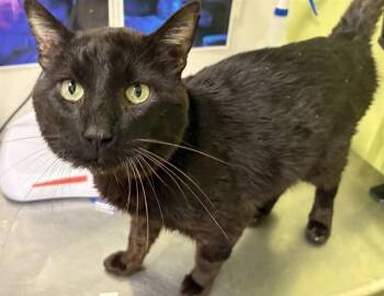 RASCAL -  Domestic Short Hair Cat Available for Adoption in Pueblo, Colorado - RASCAL | PetCurious