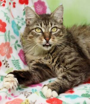 Girly Girl -  Domestic Medium Hair Cat for Adoption in Tierra Verde, Florida - Girly Girl | PetCurious