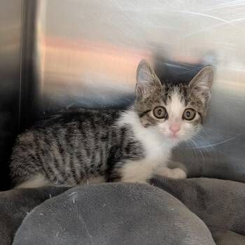 U-Haul -  Domestic Short Hair Cat for Adoption in Cape Girardeau, Missouri - U-Haul | PetCurious