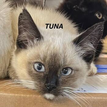 Rescue Domestic Short Hair Cats for Adoption - Tuna | PetCurious