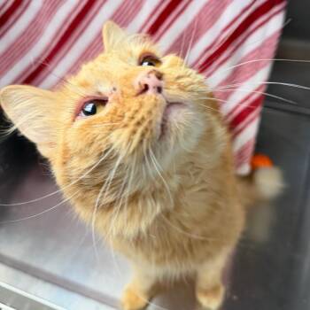 Ty -  Domestic Short Hair Cat for Adoption in Las Vegas, Nevada - Ty | PetCurious