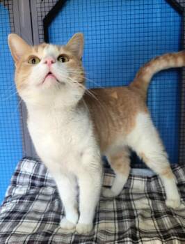 Domestic Short Hair Cats Available for Adoption - Toffee | PetCurious