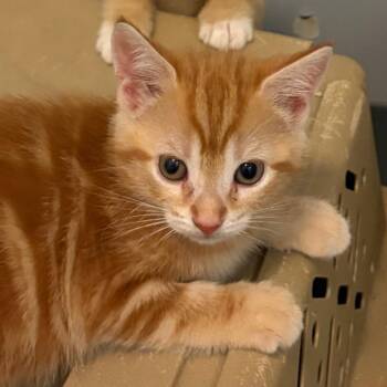 Sylvie_k3 -  Domestic Short Hair Cat for Adoption in Scituate, Massachusetts - Sylvie_k3 | PetCurious