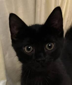 Domestic Short Hair Cats Available for Adoption in Connelly Springs, North Carolina - Dani | PetCurious