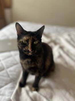 Murka -  Domestic Short Hair Cat for Adoption in New York, New York - Murka | PetCurious