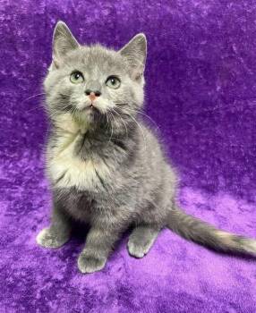 Domestic Medium Hair Cats Available for Adoption in Jackson, Michigan - Patches | PetCurious