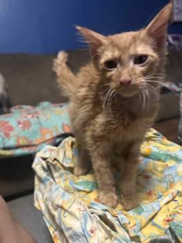 Rescue Domestic Short Hair Cats for Adoption in Oklahoma City, Oklahoma - Harrison | PetCurious