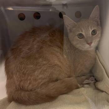 Jeeves -  Domestic Short Hair Cat for Adoption in Bristol, Indiana - Jeeves | PetCurious